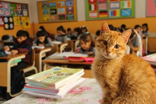 “Верните нам учёного кота!” Школьному любимцу запретили появляться на уроках – и тогда дети стали писать ему письма
