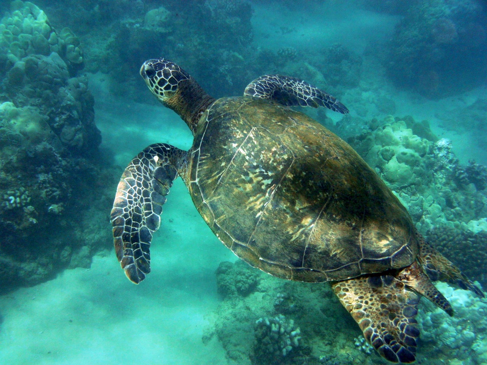 Черепахи Атлантики Панама