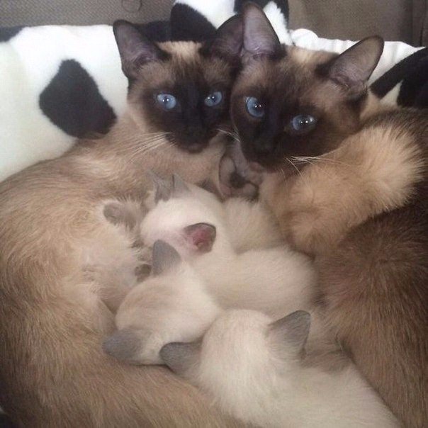 Кошачьи семьи