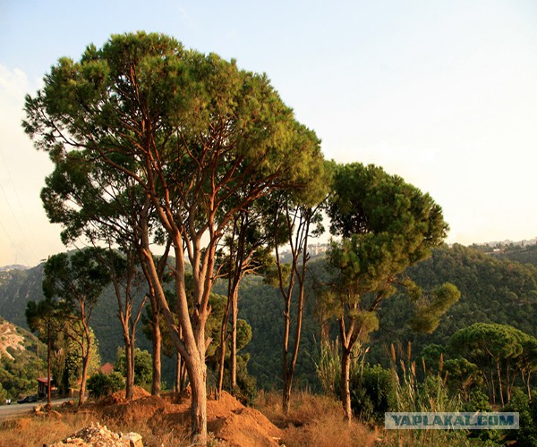 Хвойное чудо: энтузиаст-лесовод решил засадить Калиниградскую область кедрами