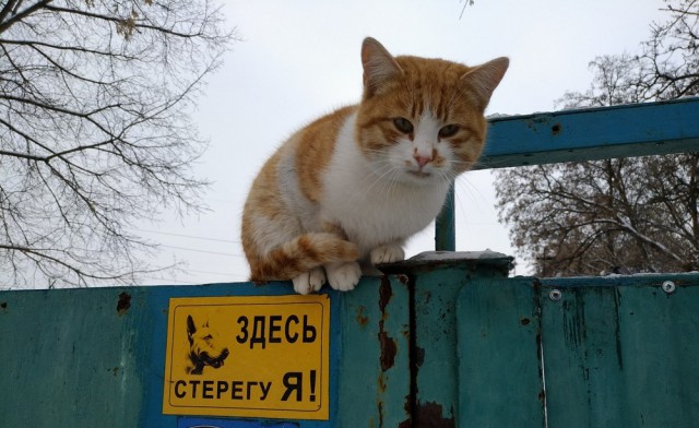 20 очень веселых фотографий котов с забавными комментариями их владельцев