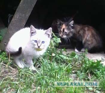 Котовторник 02.09.2014