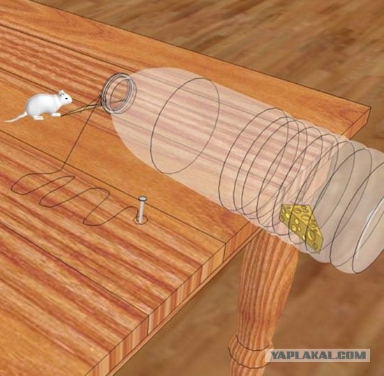 Как правильно ловить мышей и крыс. Видео инструкция.
