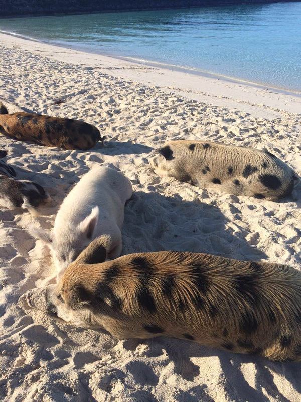 На Багамах отдыхают... свиньи?