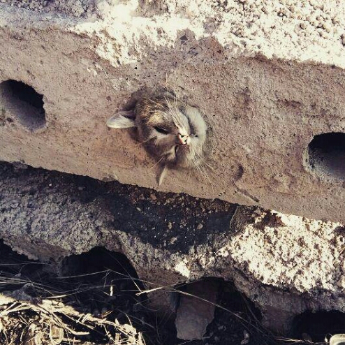 Карагандинская "Служба спасения" спасла жизнь кошке, вытащив ее из отверстия в бетонной плите
