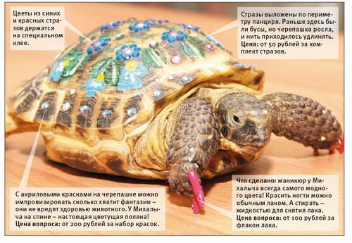 От чего умирают черепахи в домашних условиях От чего умирают черепахи в домашних условиях