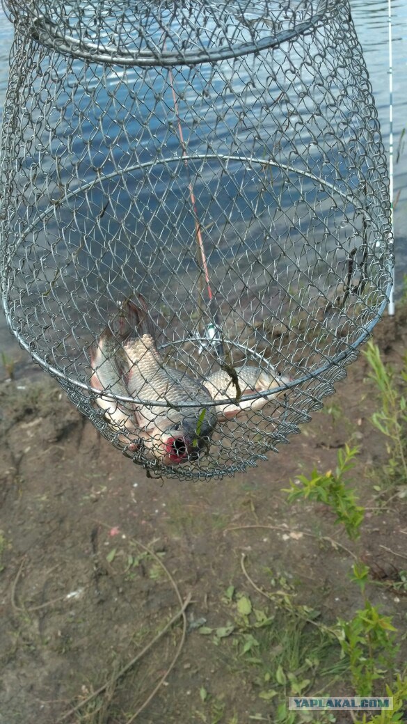 Вырвался сегодня на рыбалку.