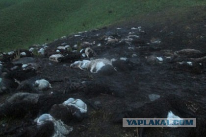 В Норвегии молнией убило более 320 оленей
