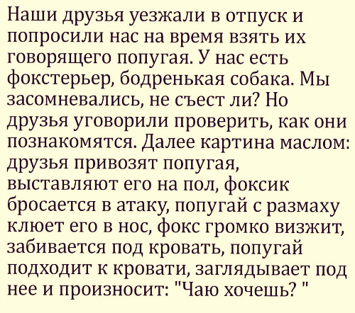 Везу тёщу на дачу. Она спереди, сзади едет сын 10-ти лет...