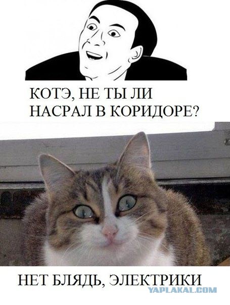 В Новочеркасске соседский кот превратил жизнь пенсионерки в ад