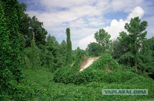 Кудзу - вторжение началось (10 фото)