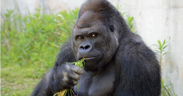 Работник зоопарка арестован за попытку изнасилования гориллы