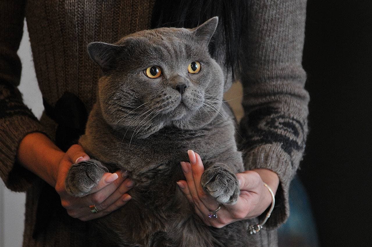 Огромный британский кот