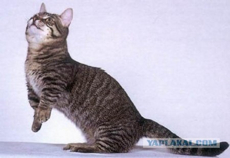 Манчкин - коротколапые коты
