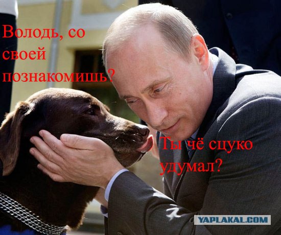Путин и лабрадор