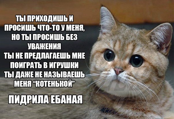 Как лечить депрессию у кота