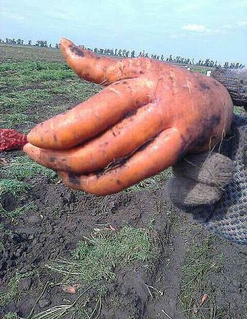 Здравствуйте, я - морковь. Просто - морковь.