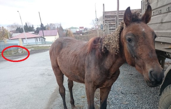 На Урале в центре города жители нашли бездомного коня