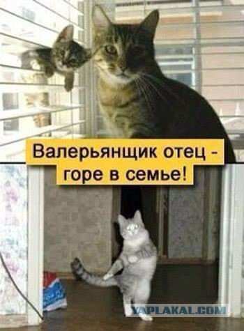 Папа учит котят