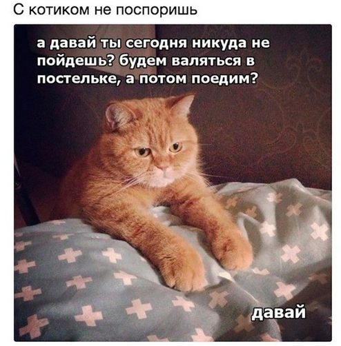 Коты и Кошки