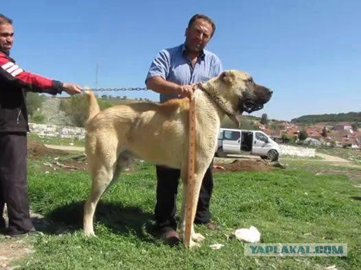Самые большие в мире собаки