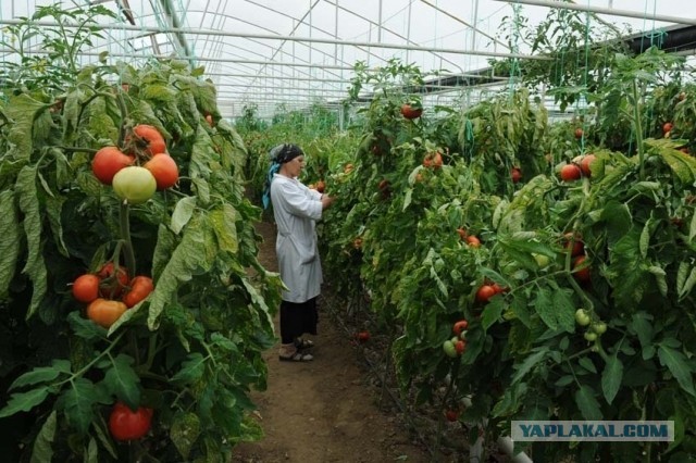 Крупный садовый и тепличный комплекс в Чечне