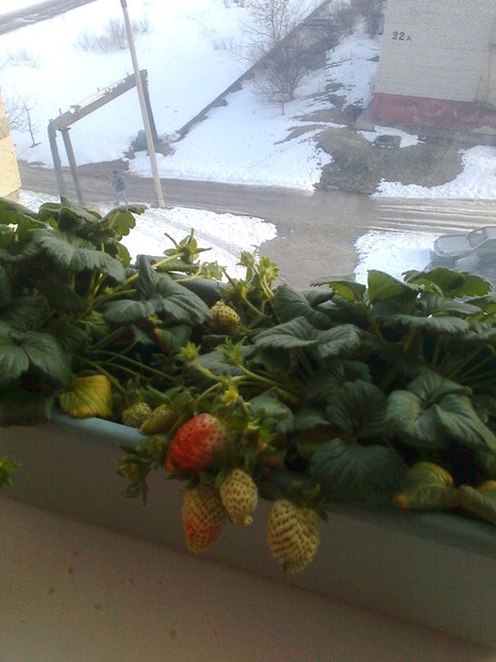 Как я зимой на кухне огурцы выращивал