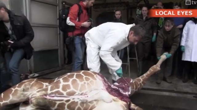 В зоопарке Копенгагена убили жирафа :(