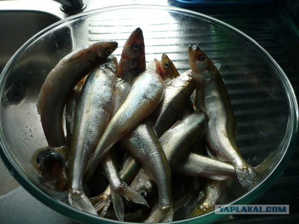 рыбацкая шкара рыбацкая шкара
