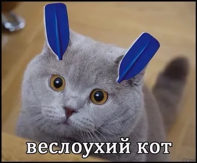 Ушастые кошки