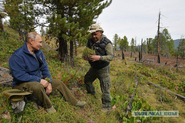 Путин и Шойгу насобирали грибов в тайге