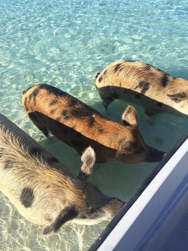 На Багамах отдыхают... свиньи?