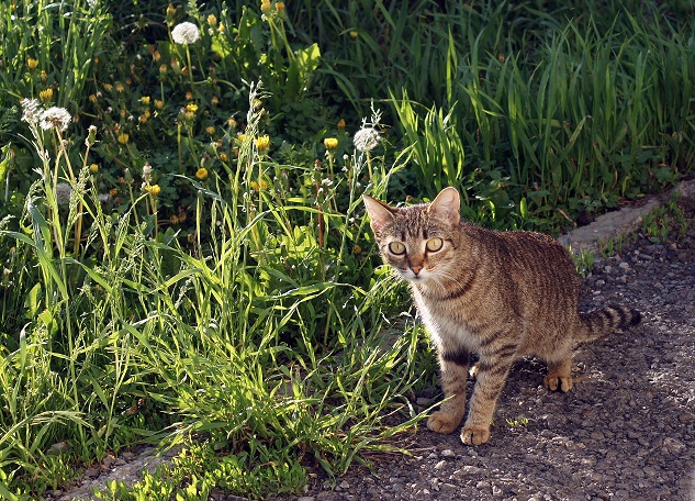 Котовторник 19.06.2018