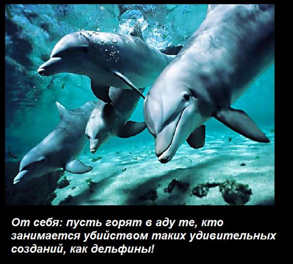 Дельфины и акулы