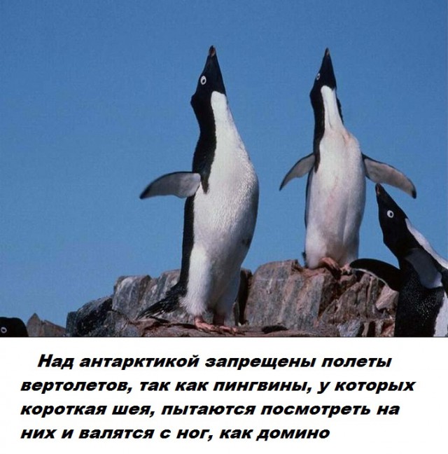 Вибратор Пингвин Форум