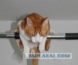 Самый сильный кот в мире