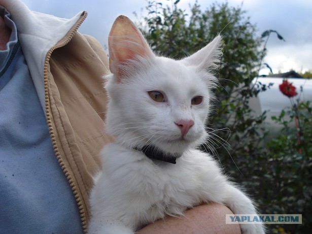 Потерялся белый кот в Ярославле!
