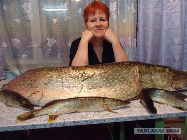 Щука, 12 кг, Волга