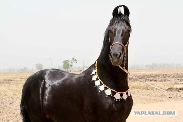 15 лошадей, от красоты которых спирает дыхание