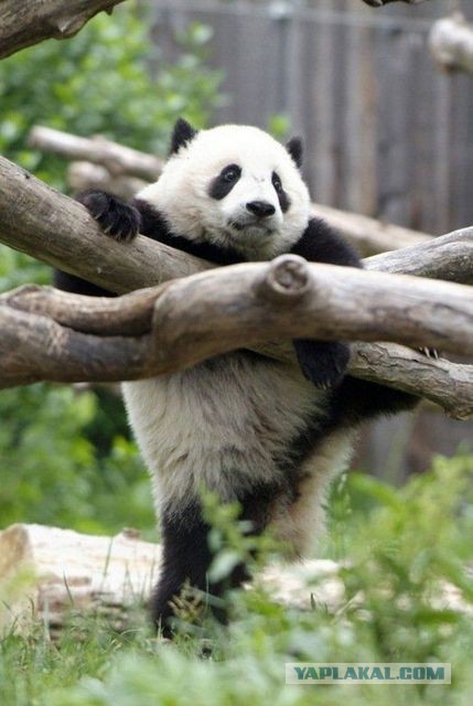 Как выращивают панд в провинции Сычуань