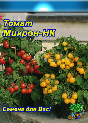 Карликовые помидоры в домашних условиях