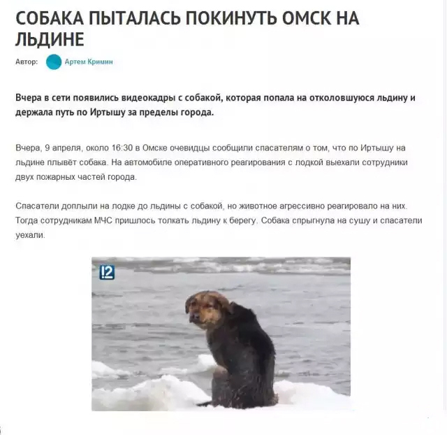 Под Новосибирском охотники спасли собаку, дрейфовавшую на льдине