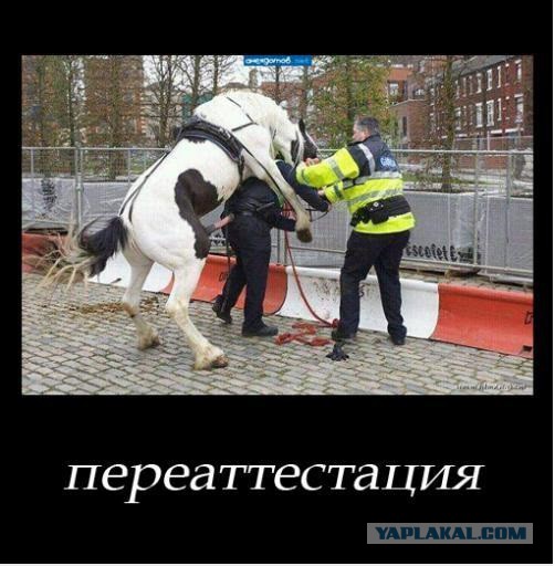 http://s00.yaplakal.com/pics/pics_original/9/0/4/3124409.jpg