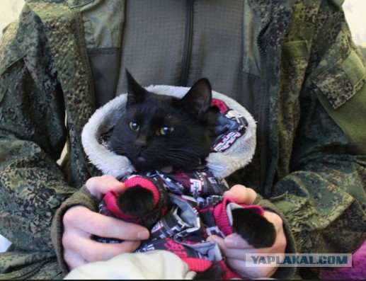 «Многие отговаривают, называют психом, живодером».Житель Мурманска отправился в пешее путешествие до Владивостока со своим котом