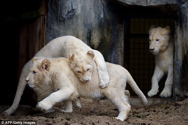 Семейка белых львов