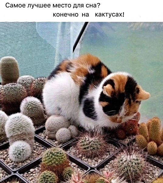 Картинки с котами и про котов