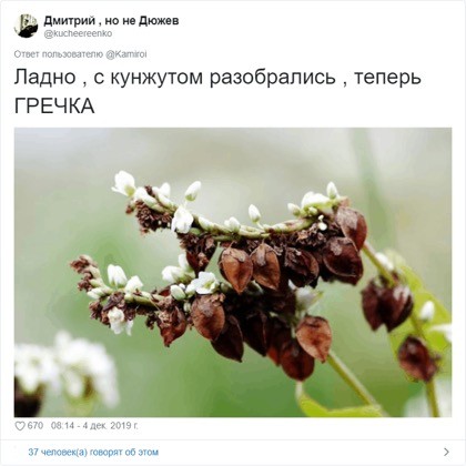 15 удивительных растений, которые вы едите, но не знаете, как они растут