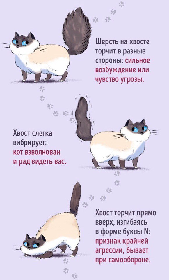 Краткий мануал по котанам