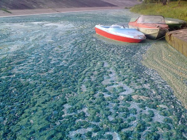 Вилейское водохранилище заполонила синяя пена