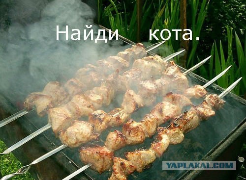 Кот шуганулся после сна